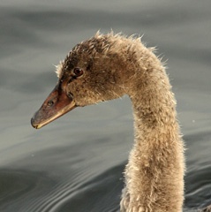 IMG_6304a.jpg